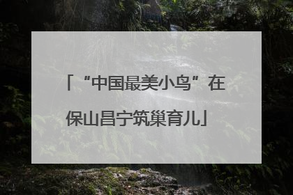 “中国最美小鸟”在保山昌宁筑巢育儿