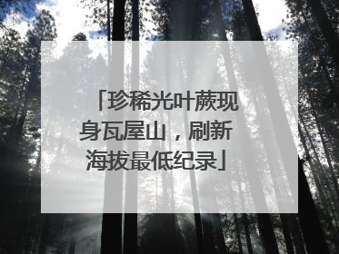 珍稀光叶蕨现身瓦屋山，刷新海拔最低纪录