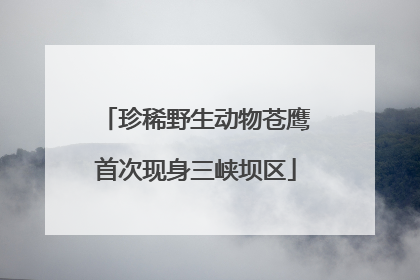 珍稀野生动物苍鹰首次现身三峡坝区
