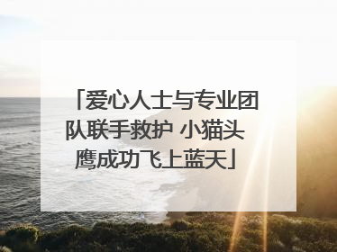 爱心人士与专业团队联手救护 小猫头鹰成功飞上蓝天
