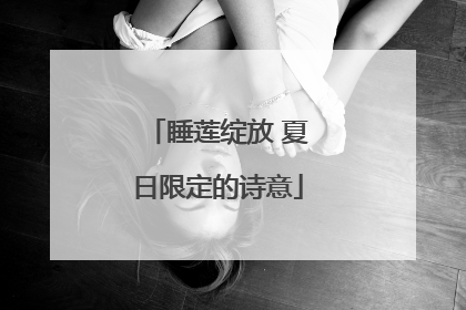 睡莲绽放 夏日限定的诗意