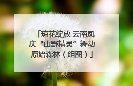 琼花绽放 云南凤庆“山野精灵”舞动原始森林（组图）