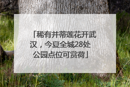 稀有并蒂莲花开武汉，今夏全城28处公园点位可赏荷