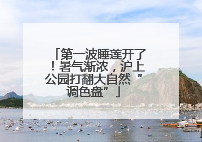 第一波睡莲开了！暑气渐浓，沪上公园打翻大自然“调色盘”