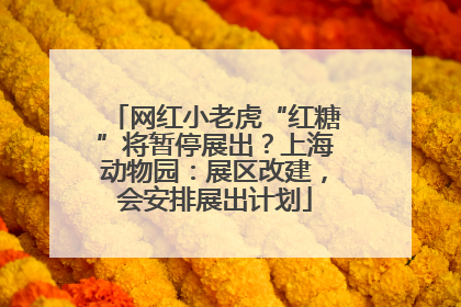 网红小老虎“红糖”将暂停展出？上海动物园：展区改建，会安排展出计划