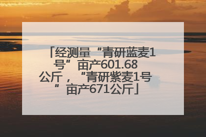 经测量“青研蓝麦1号”亩产601.68公斤，“青研紫麦1号”亩产671公斤