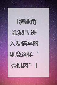 缠鹿角 涂泥巴 进入发情季的雄鹿这样“秀肌肉”
