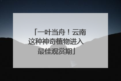 一叶当舟！云南这种神奇植物进入最佳观赏期