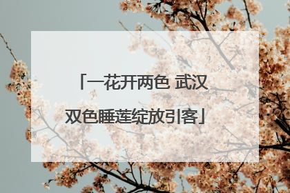 一花开两色 武汉双色睡莲绽放引客