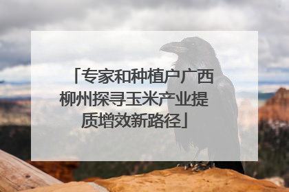 专家和种植户广西柳州探寻玉米产业提质增效新路径