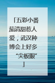 五彩小番茄清甜惹人爱，武汉种博会上好多“尖板眼”