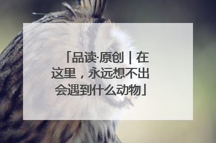 品读·原创｜在这里，永远想不出会遇到什么动物
