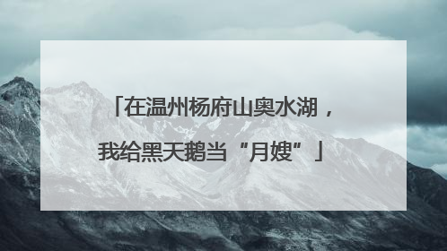 在温州杨府山奥水湖，我给黑天鹅当“月嫂”