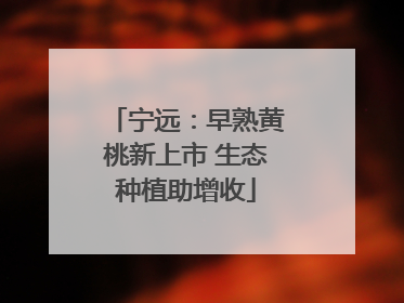 宁远：早熟黄桃新上市 生态种植助增收