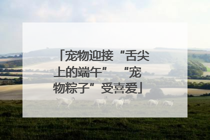 宠物迎接“舌尖上的端午” “宠物粽子”受喜爱