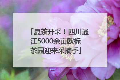 夏茶开采！四川通江5000余亩欧标茶园迎来采摘季
