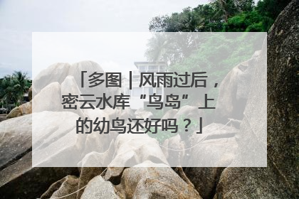 多图｜风雨过后，密云水库“鸟岛”上的幼鸟还好吗？