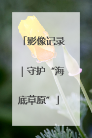 影像记录｜守护“海底草原”