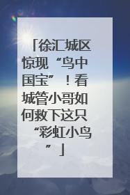 徐汇城区惊现“鸟中国宝”！看城管小哥如何救下这只“彩虹小鸟”
