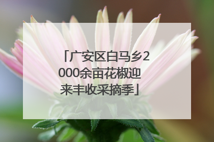 广安区白马乡2000余亩花椒迎来丰收采摘季