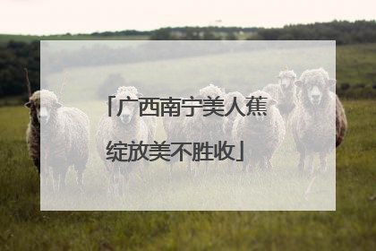 广西南宁美人蕉绽放美不胜收