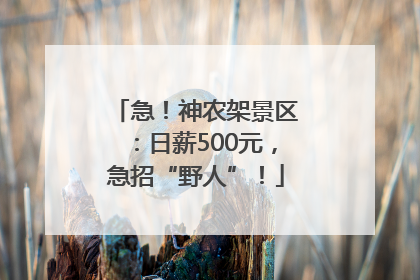 急！神农架景区：日薪500元，急招“野人”！