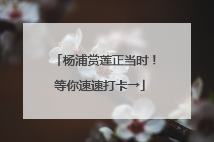 杨浦赏莲正当时！等你速速打卡→