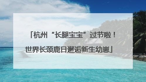 杭州“长腿宝宝”过节啦！世界长颈鹿日邂逅新生幼崽