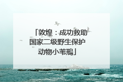 敦煌：成功救助国家二级野生保护动物小苇鳽