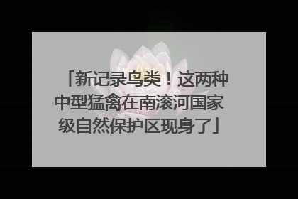新记录鸟类！这两种中型猛禽在南滚河国家级自然保护区现身了
