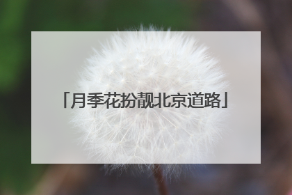 月季花扮靓北京道路