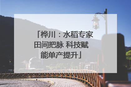 桦川：水稻专家田间把脉 科技赋能单产提升