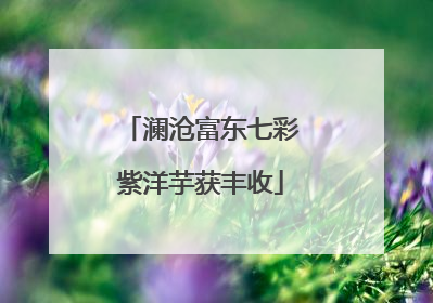 澜沧富东七彩紫洋芋获丰收