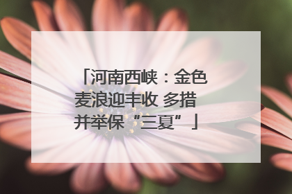 河南西峡：金色麦浪迎丰收 多措并举保“三夏”