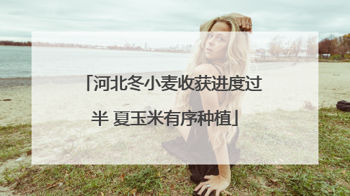 河北冬小麦收获进度过半 夏玉米有序种植