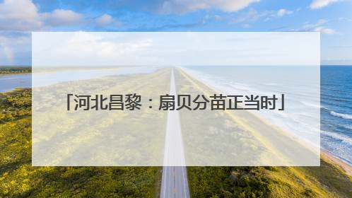 河北昌黎：扇贝分苗正当时