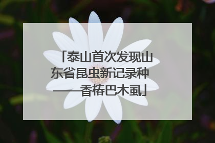 泰山首次发现山东省昆虫新记录种——香椿巴木虱