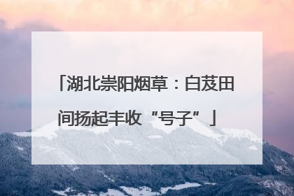 湖北崇阳烟草：白芨田间扬起丰收“号子”