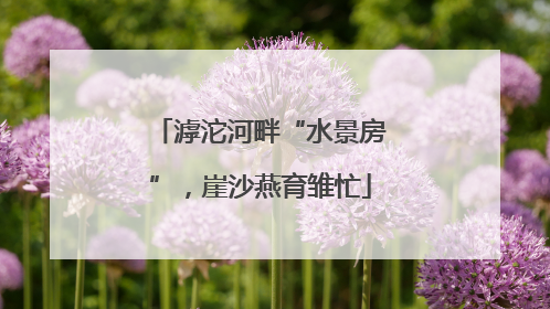 滹沱河畔“水景房”，崖沙燕育雏忙