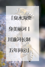臭水沟变身美丽河丨川渝河长制五年间④