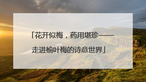 花开似梅，药用堪珍——走进榆叶梅的诗意世界