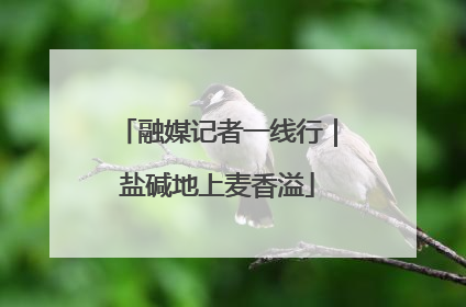 融媒记者一线行｜盐碱地上麦香溢