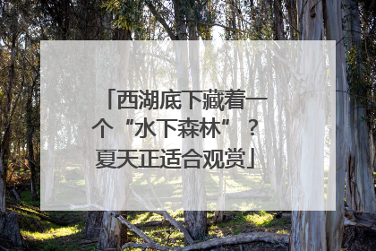西湖底下藏着一个“水下森林”？夏天正适合观赏