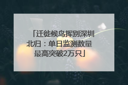 迁徙候鸟挥别深圳北归：单日监测数量最高突破2万只