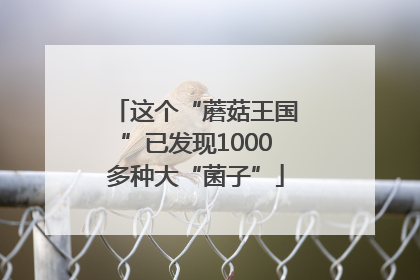 这个“蘑菇王国”已发现1000多种大“菌子”