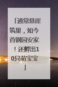 通常悬崖筑巢，如今首钢园安家！还孵出10只萌宝宝
