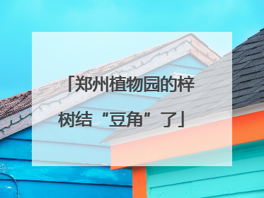 郑州植物园的梓树结“豆角”了