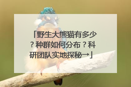野生大熊猫有多少？种群如何分布？科研团队实地探秘→